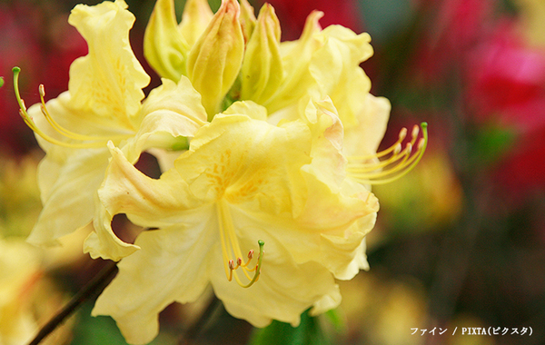 街中で見かけるツツジ、もしかしたら…　危険に「知らなかった」「気を付けないと」