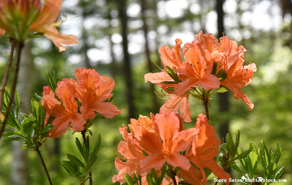 街中で見かけるツツジ、もしかしたら…　危険に「知らなかった」「気を付けないと」