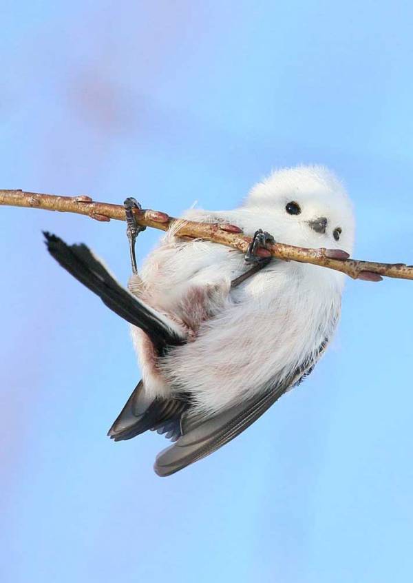 「秘密を見ちゃった」「こんな技をもってたとは」　シマエナガの写真に３万人が驚き