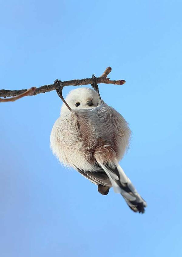 「秘密を見ちゃった」「こんな技をもってたとは」　シマエナガの写真に３万人が驚き
