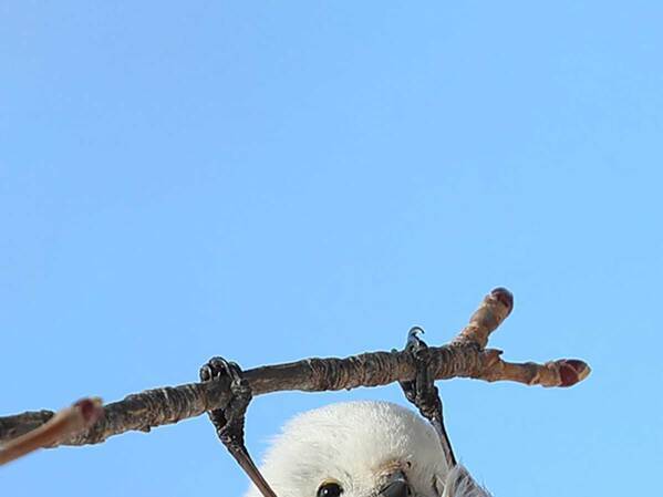 「秘密を見ちゃった」「こんな技をもってたとは」　シマエナガの写真に３万人が驚き