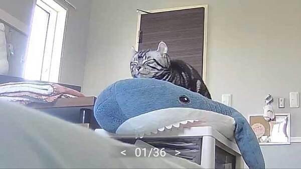 ペットカメラの光景に『３０万いいね』　ぬいぐるみの上には…「待って笑った」「最高すぎる」