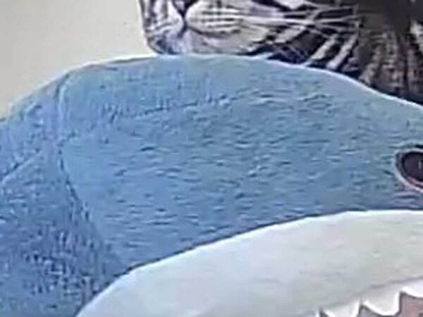 ペットカメラの光景に『３０万いいね』　ぬいぐるみの上には…「待って笑った」「最高すぎる」