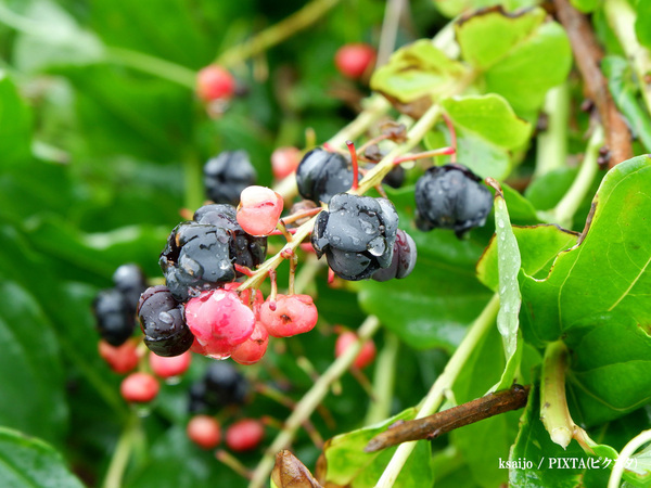 「これ、日本三大有毒植物です」　身近な実の正体に「ゾッとする」「知らなかった」