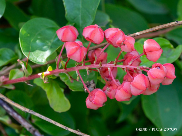 「これ、日本三大有毒植物です」　身近な実の正体に「ゾッとする」「知らなかった」