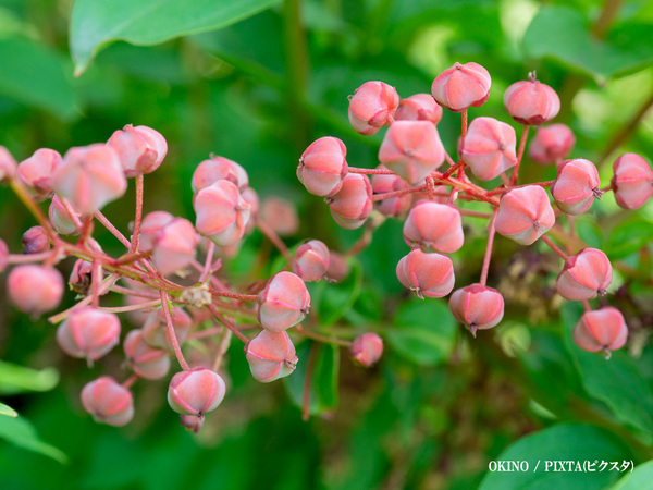 「これ、日本三大有毒植物です」　身近な実の正体に「ゾッとする」「知らなかった」