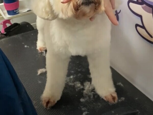 「譲れない戦いがそこにある」　犬の口周りをトリミングしようとすると？