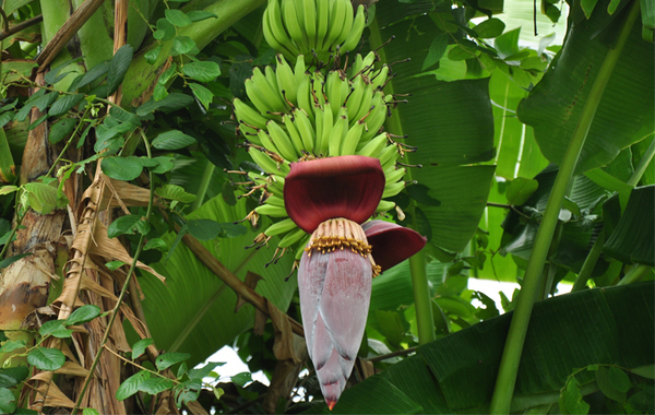 タケノコみたいだけど…　謎野菜の『正体』に「初めて見た」