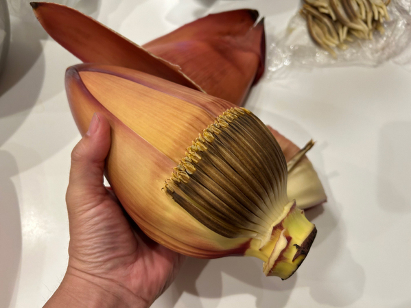 タケノコみたいだけど…　謎野菜の『正体』に「初めて見た」