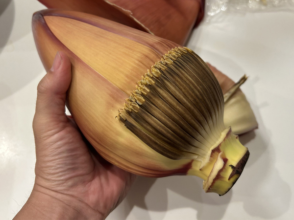 タケノコみたいだけど…　謎野菜の『正体』に「初めて見た」