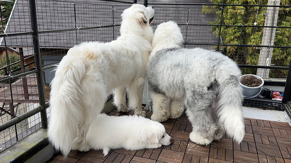 体を寄せあう２匹の大きな犬　その下で…「思わず笑っちゃった」「かわいすぎて無理」