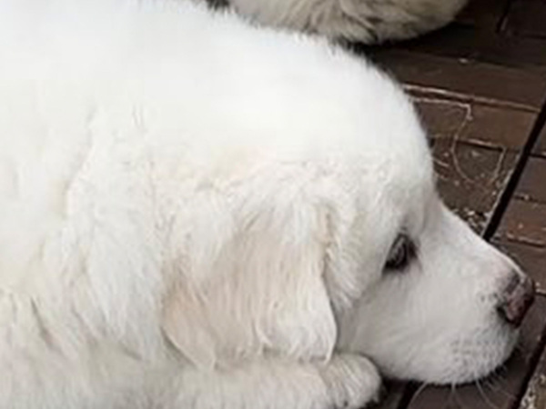 体を寄せあう２匹の大きな犬　その下で…「思わず笑っちゃった」「かわいすぎて無理」