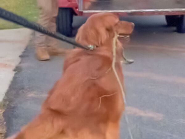 ゴールデンレトリバーが『天職』に出会い？「最高の助っ人だ」