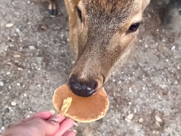 「日本人みたい！」シカが見せた『まさかの特技』に９４万「いいね！」