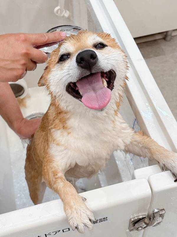 柴犬「あ、これ好きなやつだった」　不安げな表情を浮かべていたけれど…？