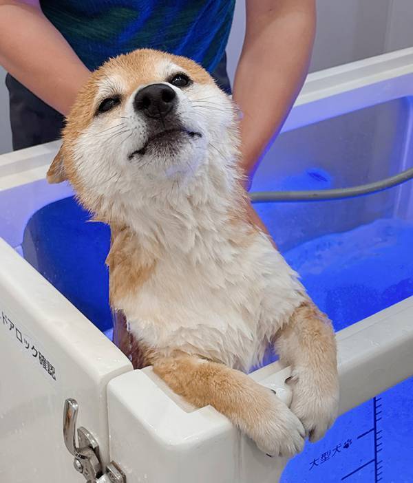 柴犬「あ、これ好きなやつだった」　不安げな表情を浮かべていたけれど…？