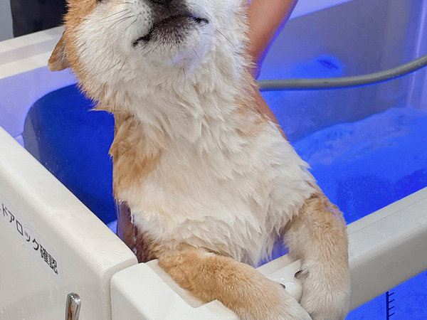 柴犬「あ、これ好きなやつだった」　不安げな表情を浮かべていたけれど…？