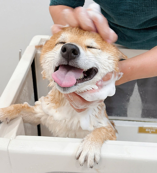 柴犬「あ、これ好きなやつだった」　不安げな表情を浮かべていたけれど…？