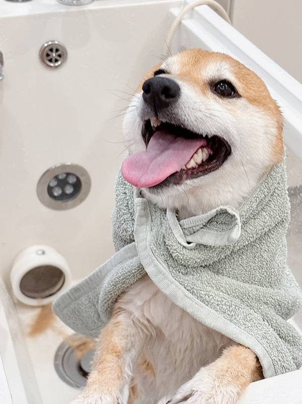 柴犬「あ、これ好きなやつだった」　不安げな表情を浮かべていたけれど…？