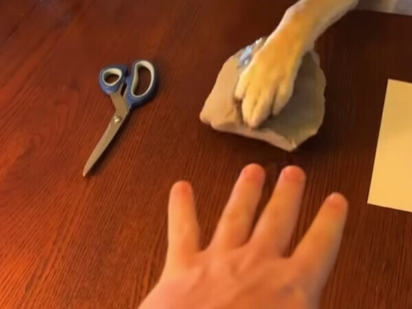 「チョキを出すと思った！」　愛犬の特技に「笑った」「かわいすぎ」