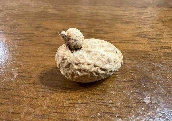 「え、本当だ」「これは食べられない」　落花生の形に、３万人が驚愕