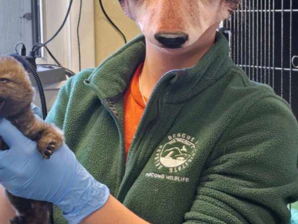 コヨーテの赤ちゃんを抱く女性の『顔』が…？「爆笑した」「最高」