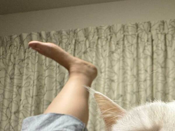 飼い主「トイレに行きたいでーす」　限界を迎えた姿に「吹いた」「好きすぎる」