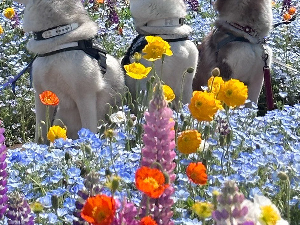 飼い主「はい、撮るよー」　ハスキー３匹の姿が？「変な声出た」「１００点でしょ」