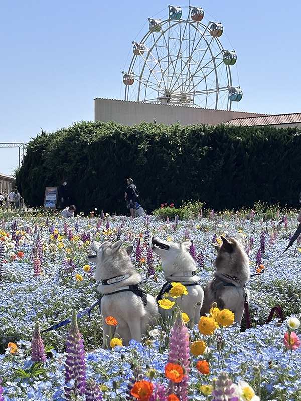 飼い主「はい、撮るよー」　ハスキー３匹の姿が？「変な声出た」「１００点でしょ」