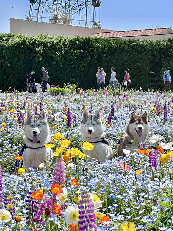飼い主「はい、撮るよー」　ハスキー３匹の姿が？「変な声出た」「１００点でしょ」