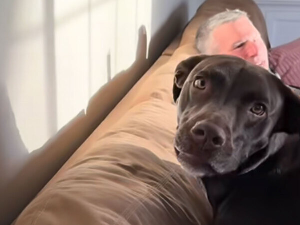 壁に鼻を押し付けるラブラドール　理由が「めちゃくちゃ面白い！」