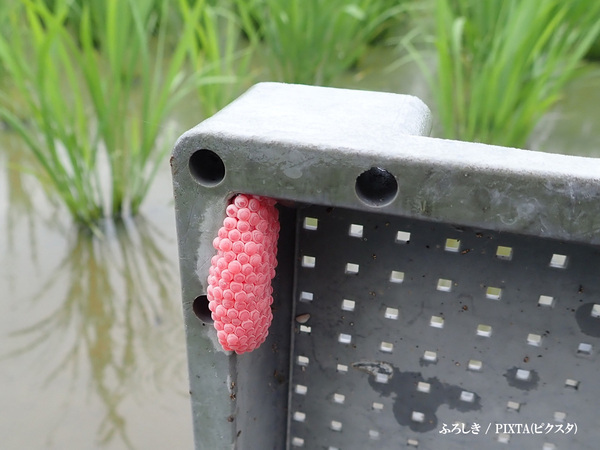 「絶対に触らないで」　ピンクの粒の正体に「知らなかった…」「広まるべき」