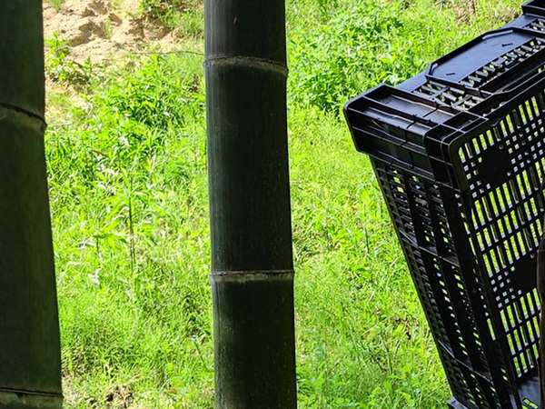 たけのこ掘りの際カゴを置き去りに、１日後…「さすがに二度見した」「１日でこれかぁ」