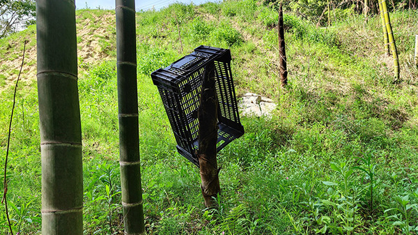たけのこ掘りの際カゴを置き去りに、１日後…「さすがに二度見した」「１日でこれかぁ」