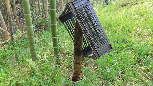 たけのこ掘りの際カゴを置き去りに、１日後…「さすがに二度見した」「１日でこれかぁ」