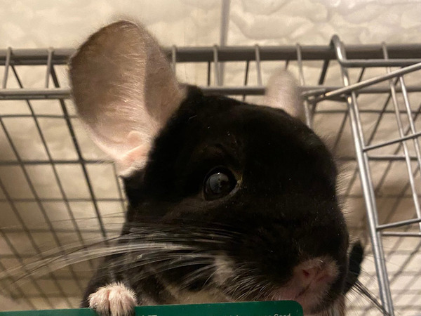 「あーこれ？俺のだけど」　チンチラが手にしていたのは…？「これは自慢したくなっちゃうね」