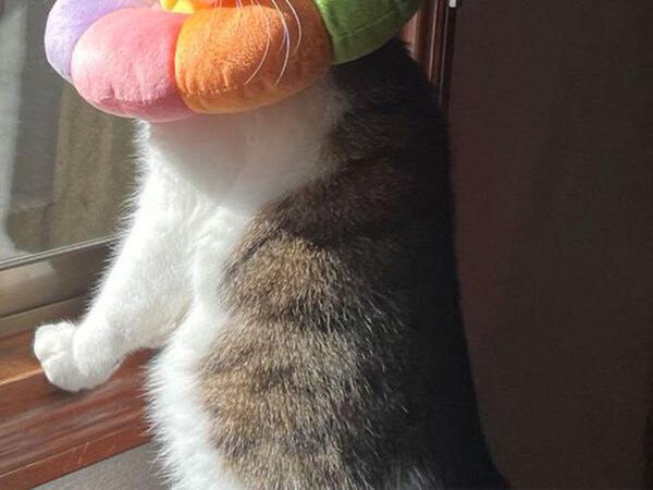 「予想を上回った」「顔にしか目がいかない」　窓際に立つ猫の表情に、６万人がキュン