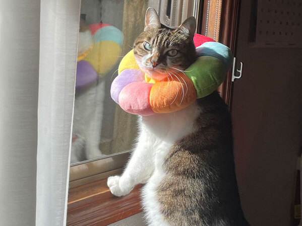 「予想を上回った」「顔にしか目がいかない」　窓際に立つ猫の表情に、６万人がキュン