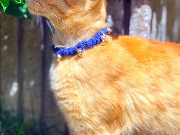 「王子様みたいな猫がいた」　公園での２枚に「額縁に入れたい」「どうしよう、恋しちゃった」