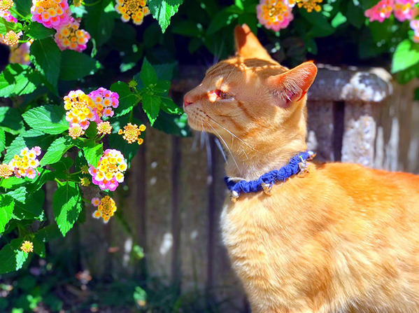 「王子様みたいな猫がいた」　公園での２枚に「額縁に入れたい」「どうしよう、恋しちゃった」