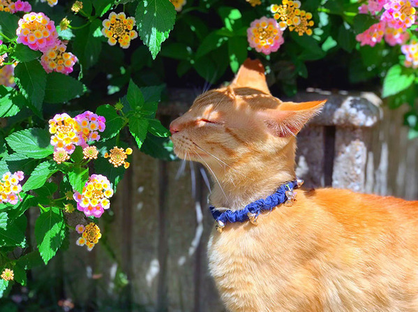 「王子様みたいな猫がいた」　公園での２枚に「額縁に入れたい」「どうしよう、恋しちゃった」