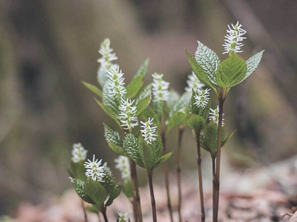 みんなで集まって花を咲かせる植物　『名前』に「ギャップある」「笑った」