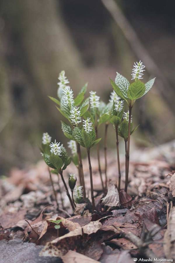 みんなで集まって花を咲かせる植物　『名前』に「ギャップある」「笑った」