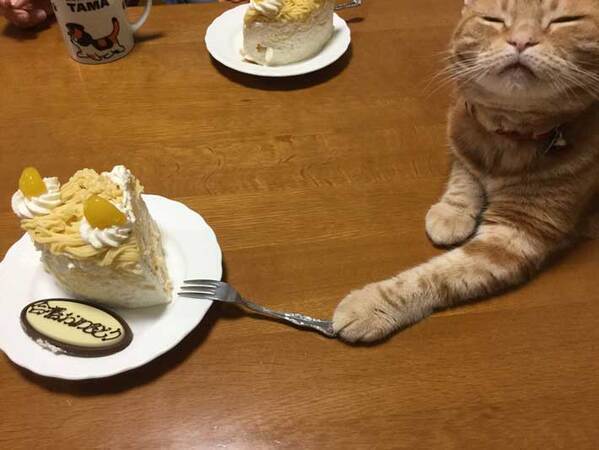 「ケーキを横取りした猫」　表情に「鼻水出た」「この顔するよね」