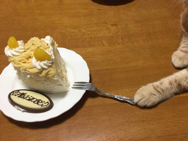 「ケーキを横取りした猫」　表情に「鼻水出た」「この顔するよね」