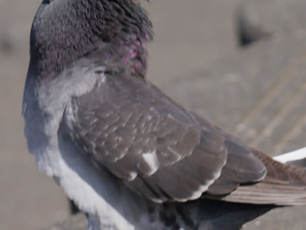 急ブレーキをしているようなハト　その姿に「笑っちゃった」「非常停止ボタンが押されたかな」