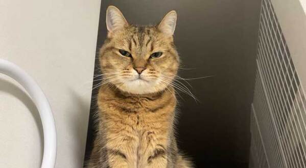 飼い主の『浮気』に嫉妬する猫　表情に「笑った」「いい顔！」