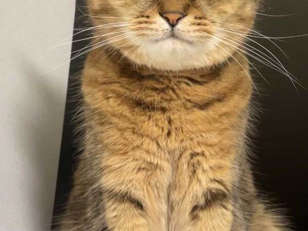 飼い主の『浮気』に嫉妬する猫　表情に「笑った」「いい顔！」