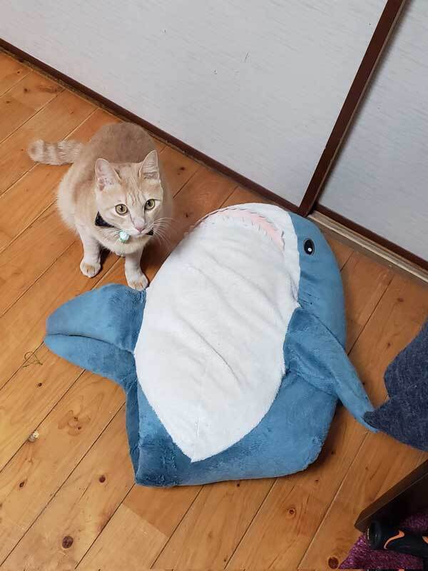 サメのぬいぐるみをくわえて…　留守番中の猫の行動に「もっとくれ」