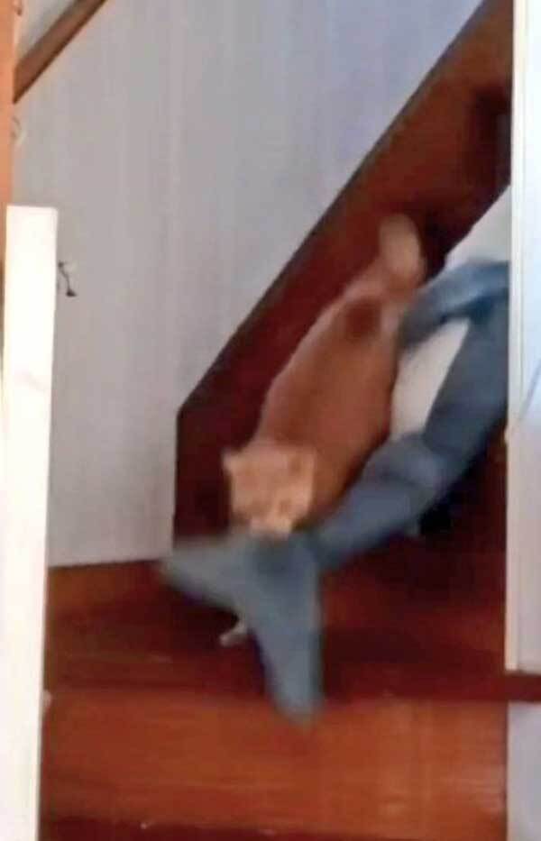 サメのぬいぐるみをくわえて…　留守番中の猫の行動に「もっとくれ」